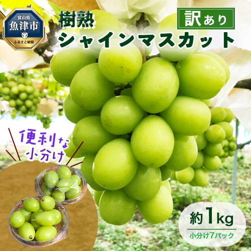 訳あり シャインマスカット 約1kg ｜ 樹熟 粒 7パック 富山県産 マスカット ぶどう ブドウ 葡萄 ※北海道・沖縄・離島への配送不可 ※2025年10月上旬～12月下旬頃に順次発送予定