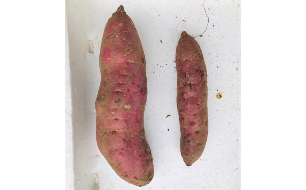 左が4L（900g）、右がL（300g）！こんな大きなものはスーパーではお目にかかれません！（撮影日：2019/12/2）