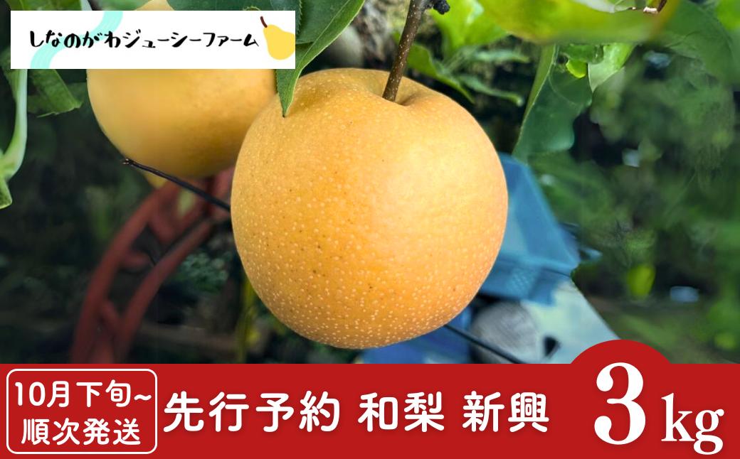 
            【2025年産先行予約】 和梨 新興 約3kg [10月下旬から発送予定] 新潟県 三条市産 梨 [しなのがわジューシーファーム]【010S492】
          