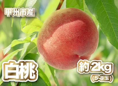 【産直 甲州市 白桃 約2kg】50年以上受継ぐ目利き力！【2025年発送】（PJ）B15-166【白桃 桃 もも モモ 令和7年発送 期間限定 山梨県産 甲州市 フルーツ 果物】