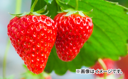滋賀県産 いちご 「みおしずく」 2パック（約500g）/ 苺 イチゴ 果物 とれたて フルーツ / 栗東市 / まりゆ農園 【配送不可：離島・北海道・沖縄・四国・九州】[BIBW002]
