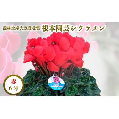 ふるさと納税 南相馬市 【2026年 先行予約】シクラメン レッド 6号 | 花ギフト プレゼント 贈答 花苗 根本園芸