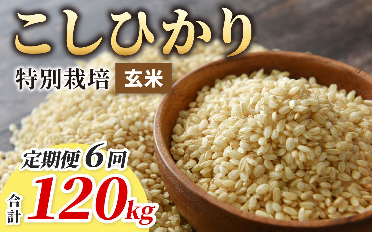 
                  【令和7年産】【6ヶ月定期便】こしひかり 20kg × 6回 計 120kg【玄米】減農薬・減化学肥料 「特別栽培米」－地球にやさしいお米－
                