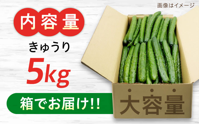 鮮度バツグン！広島県江田島市産きゅうり 5kg×1箱（A級品Lサイズ） 胡瓜 キュウリ 野菜 やさい 国産 江田島市/ひろしま農業協同組合江田島アグリセンター [XCA001]