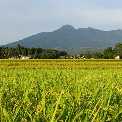 ふるさと納税 上越市 【2ヵ月毎定期便】標高200mで育てた棚田米|中郷産従来種コシヒカリ精米10kg(5kg×2)全6回 |  | 01
