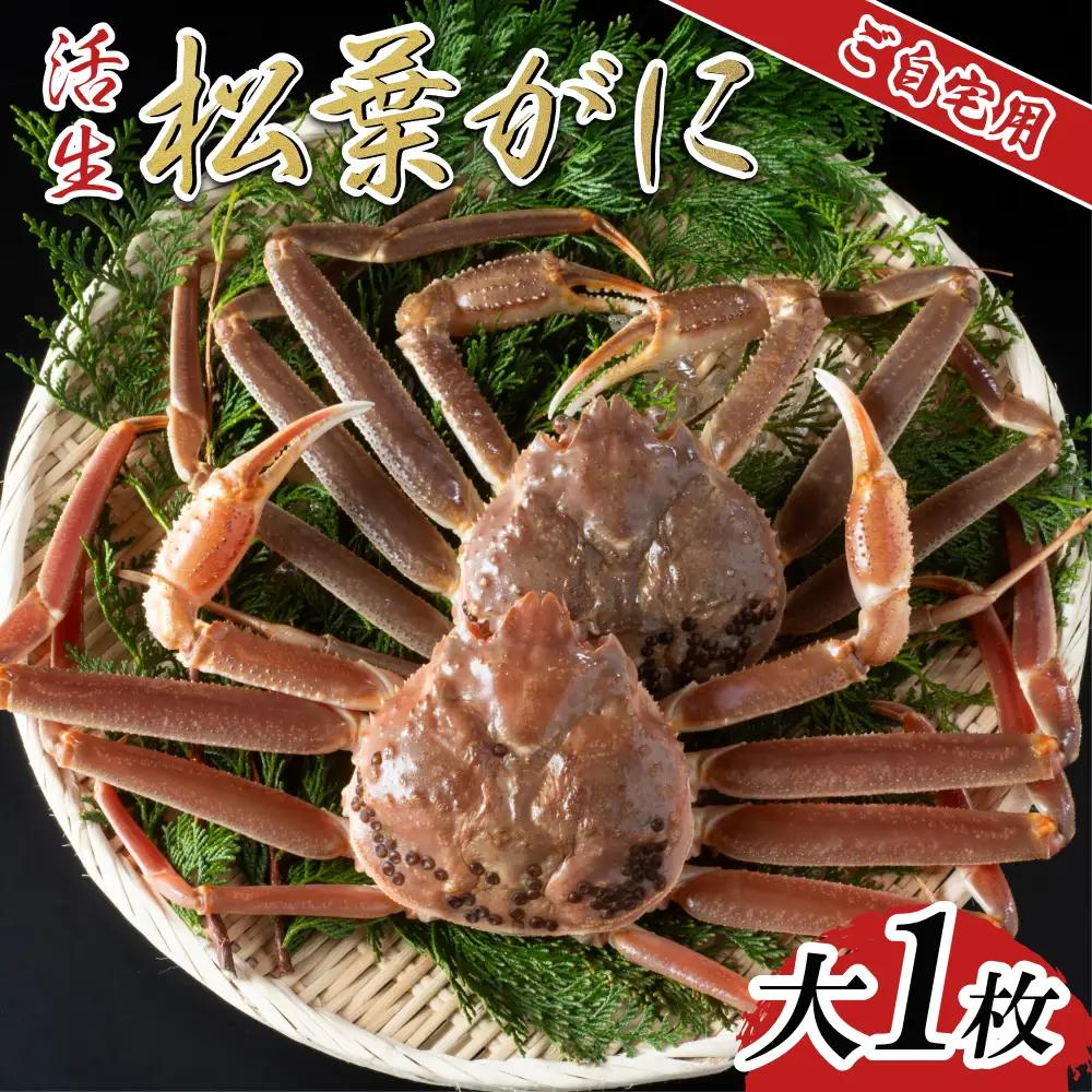 【活生】ご自宅用松葉ガニ 大 1枚 2026年11月～順次発送予定｜鳥取 日本海 松葉がに 松葉蟹 かに ズワイガニ【22060】