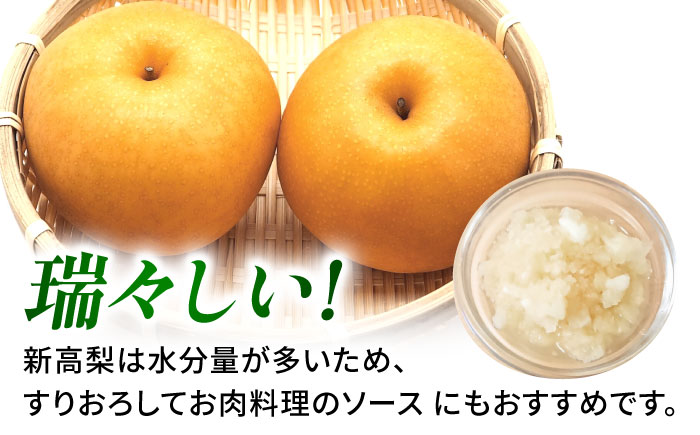 【先行予約】【数量限定】新高梨　約10kg 【日本フルーツ株式会社】 [ZFJ018]