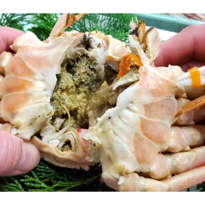 松葉ガニの本場より活〆茹でたてを即出荷　釜茹で松葉ガニ(冷蔵)　1枚　約1kg【配送不可地域：離島・北海道・沖縄県・東北】