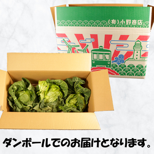 【先行予約】 春キャベツ 3～4玉 キャベツ キャベツ キャベツ キャベツ キャベツ 小野商店