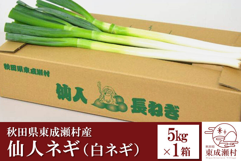 秋田県東成瀬村産　仙人ネギ（白ネギ） 5kg×1箱 [長ねぎ 長ネギ 白ねぎ 白ネギ ねぎ ネギ 国産 産直 新鮮]