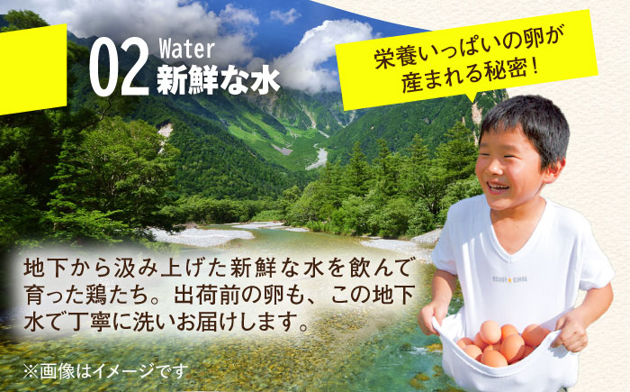 【全6回定期便】【TVで紹介！】鮮度ＡＡ級の世界最高ランク！金太郎卵 平飼い たまご 30個（6個×5パック）＜有限会社 フジノ香花園＞那珂川市 [GAM018]