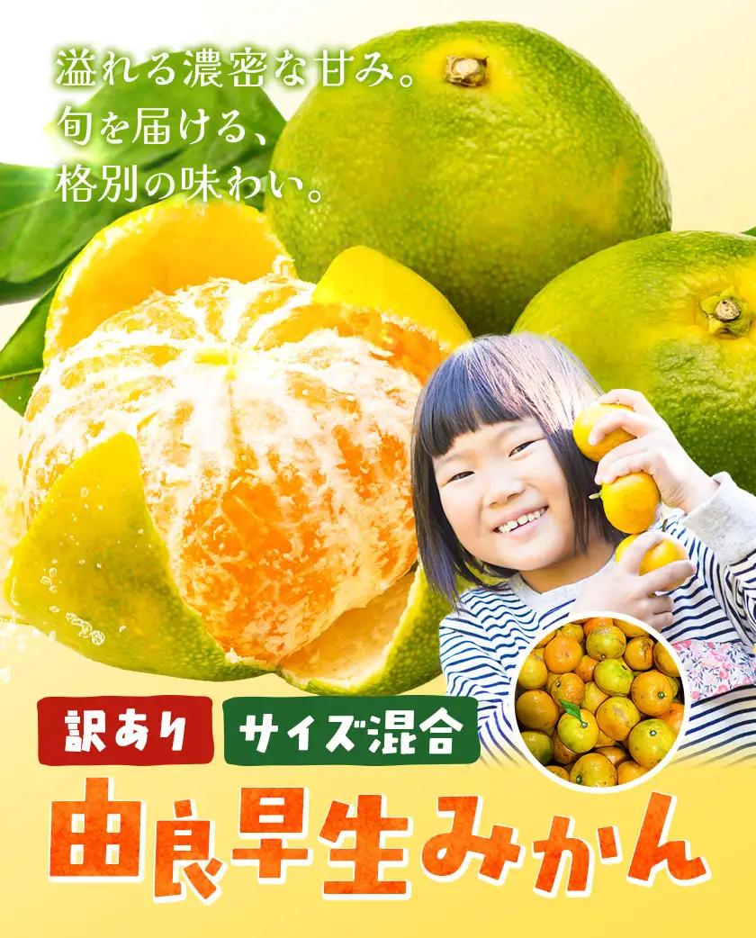 訳あり みかん 由良 早生 みかん ご家庭用 約10kg エイワ商店