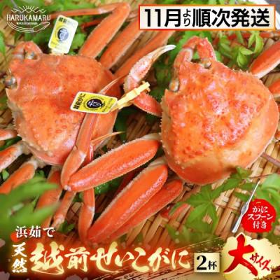 ふるさと納税 美浜町 はるか丸が厳選【越前タグ付きセイコガ二大200g以上×2杯】とれたて!茹でたて!カニスプーン付き