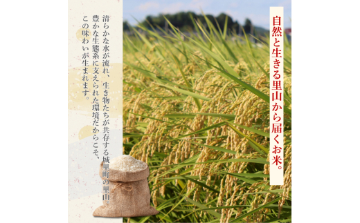 【3カ月定期便】ほたる米 10kg（茨城県共通返礼品・城里町産） / 米 こめ コメ お米 おこめ ほたる米 白米 精米 ごはん ご飯 令和7年産 10kg 定期便 茨城県 城里町 利根町