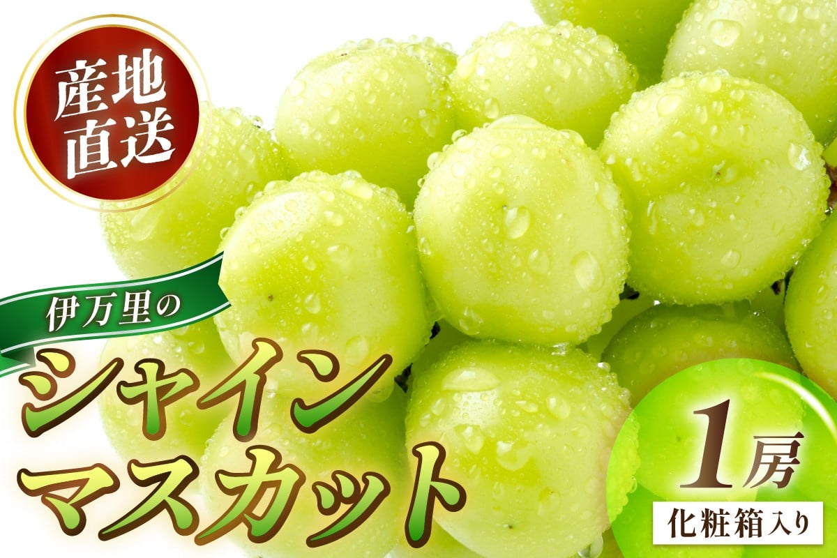 
                  伊万里のシャインマスカット 1房【化粧箱入り】 178-B979
                
