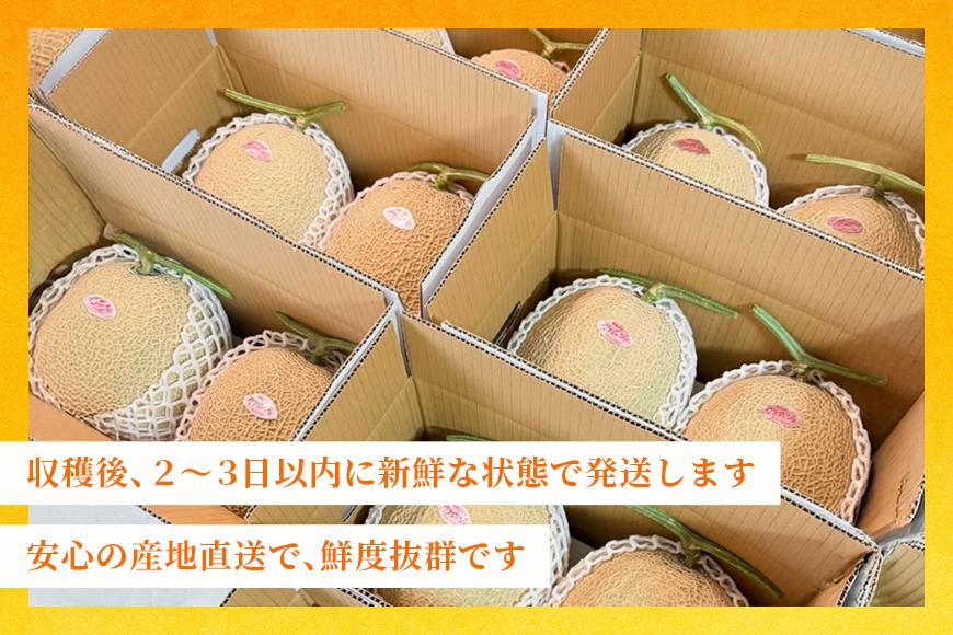 【2026年冬先行予約】宮古島産 赤肉メロン 1玉 【農家直送】 ＜とみお農園＞（TN01）