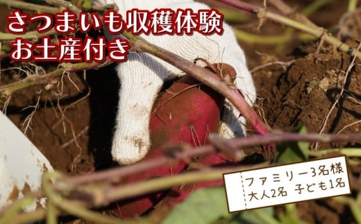 さつまいも堀り お土産付き 大人 2名 子ども 1名 沼津 戸田  実季楽農園 【海と山に育まれた 戸田 の恵を掘り起こそう】 収穫 収穫体験 体験 野菜 さつまいも 掘り 思い出 観光 沼津市 静岡県