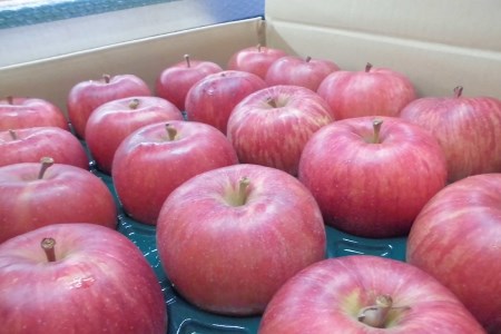【9月発送】 訳あり りんご 10kg サンつがる 青森県産 りんご