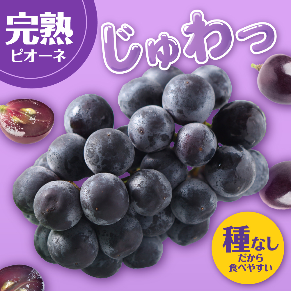 【2026年10月上旬発送】 【訳あり】ぶどう ピオーネ 種なし 1.2kg程度 （小振り・2房）