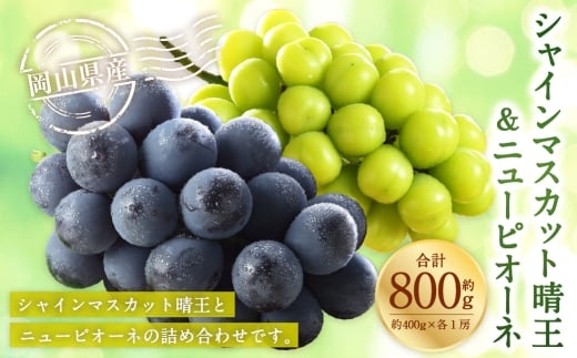 岡山県産 シャインマスカット 「 晴王 」 と ニューピオーネ Lサイズ 計約800g ぶどう ブドウ 葡萄 くだもの 果物 果実 フルーツ 国産 マスカット 【 2026年8月下旬～9月下旬発送予定 】
