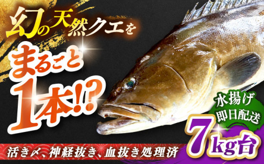 天然クエ（7キロ台・丸もの） 《壱岐市》【壱岐島　玄海屋】[JBS045] クエ 魚 刺身 しゃぶしゃぶ    51万 500000 500000円 50万円