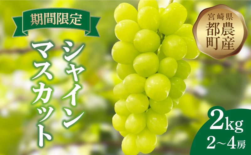 
            先行予約≪期間限定≫都農町産シャインマスカット(計2kg) ぶどう 果物 国産_T010-001
          