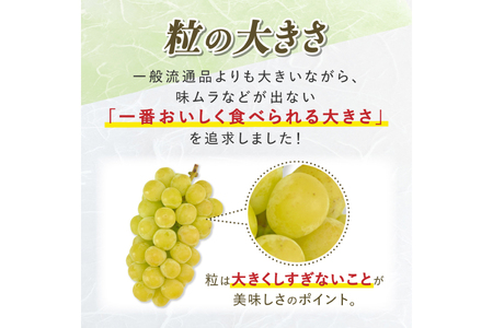 【期間限定発送】 シャインマスカット Aランク 6～9房 4.8kg [田制農園 山形県 高畠町 tk06ayt230004]