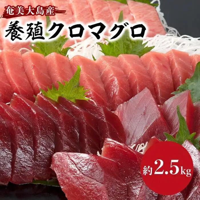 奄美大島産養殖クロマグロ 2.5kg以上 まるごと満喫セット 黒マグロ