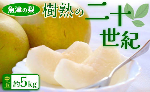 
                  魚津の梨「樹熟の二十世紀」約5kg（中玉）※北海道・沖縄・離島への配送不可 ※2025年9月中旬～9月下旬頃に順次発送予定
                