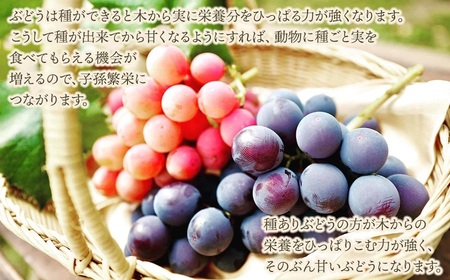 【令和8年産先行予約】【限定生産】幻の種あり品種 ぶどうの詰合せ 約2kg 季節の旬の高級黒ぶどう・赤ぶどうセット　カラフルぶどう園