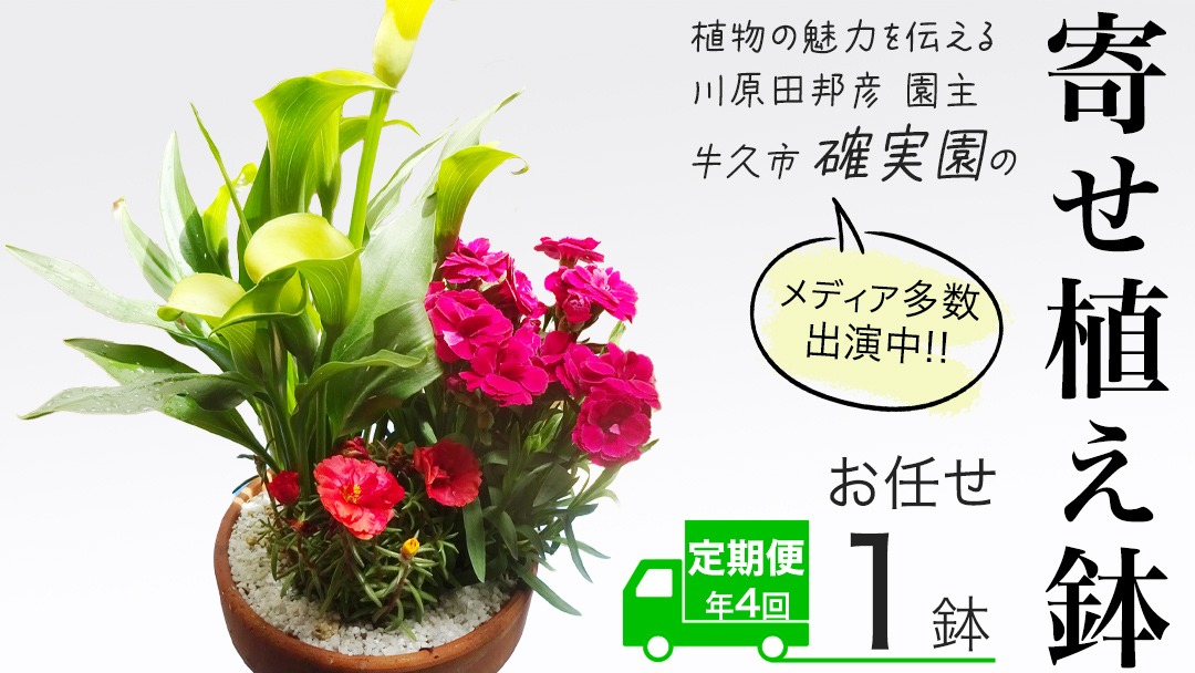 《 3ヶ月に1回お届け！年4回 定期便 》【 確実園 オリジナル 】 寄せ植え （おまかせ1点） ガーデニング 花 はな フラワー 鉢 鉢植え [BG011us]