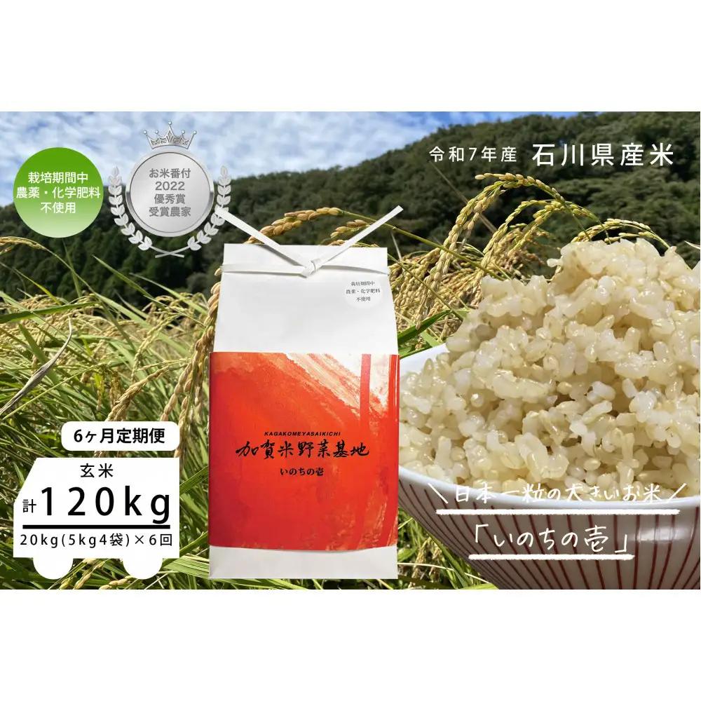 【6ヶ月定期便】【お米番付優秀賞受賞農家】日本一粒の大きいお米『いのちの壱』玄米20kg×6回