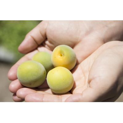 ふるさと納税 かつらぎ町 【梅干・梅酒用】(3Lまたは2L-約10kg)熟南高梅《2025年6月上旬〜7月上旬発送予定》 |  | 02