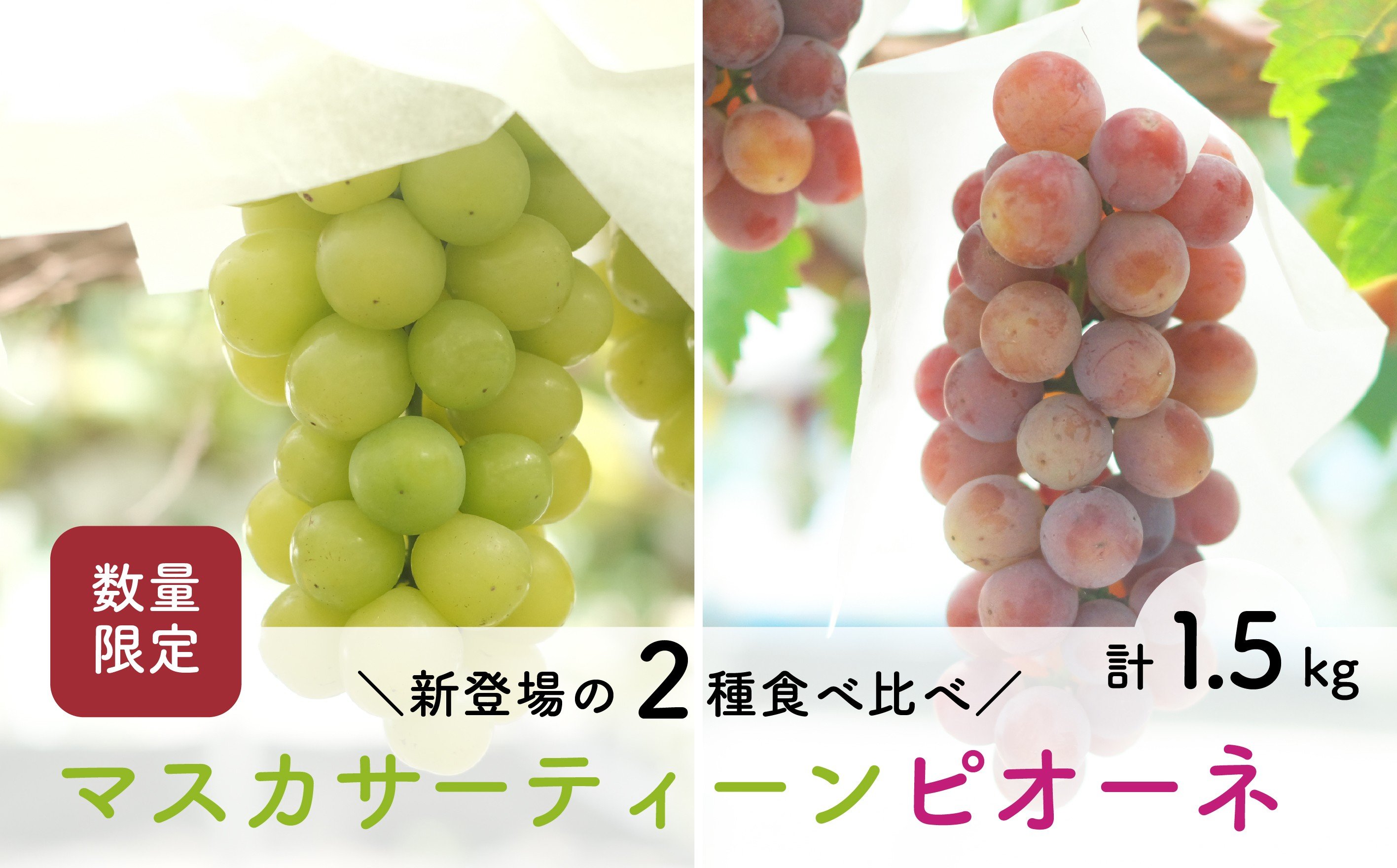 
            【先行予約・2025年9月】数量限定 食べ比べ！ マスカサーティーンとピオーネのセット 合計約1.5kg 産地直送 農家直送 甘い 大きい 種なし ぶどう 果物
          