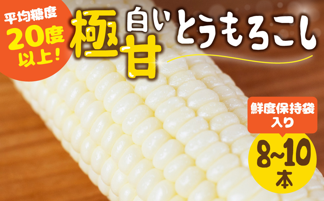 
            【発送時期が選べる】 平均糖度20度以上 白い極甘とうもろこし 8～10本 鮮度保持袋入り  夏採れお届け 秋採れお届け
          