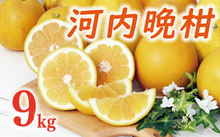 【数量限定】 河内晩柑 9kg （ Lサイズ 以上 ） 河内晩柑