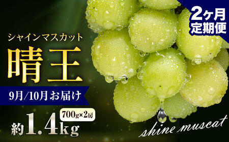 【先行予約】ぶどう シャインマスカット 晴王 1.4kg 2房 2ヶ月定期便 彩美菜果《9月上旬-10月末頃出荷》 マスカット 送料無料 岡山県 浅口市 フルーツ 果物 贈り物 国産 岡山県産 くだもの 果物 9月 10月発送 【配送不可地域あり】（北海道・沖縄・離島）