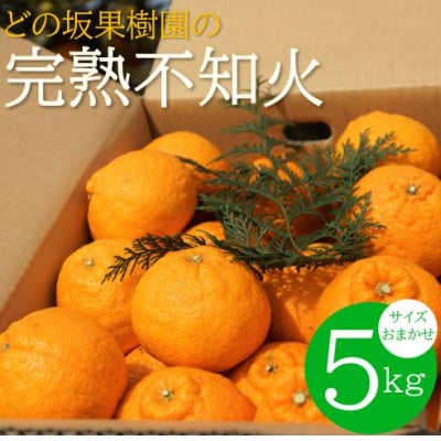 【2026年3月以降発送】不知火(しらぬい)　約5kg【サイズおまかせ】(デコポンと同品種の春柑橘)【配送不可地域：離島・北海道・沖縄】【1484261】