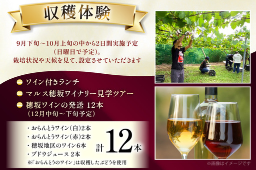 ワイン 収穫体験＆ワインセット 12本 ファミリー 3名様まで 参加券 ワイナリー [本坊酒造マルス穂坂ワイナリー 山梨県 韮崎市 20745175]