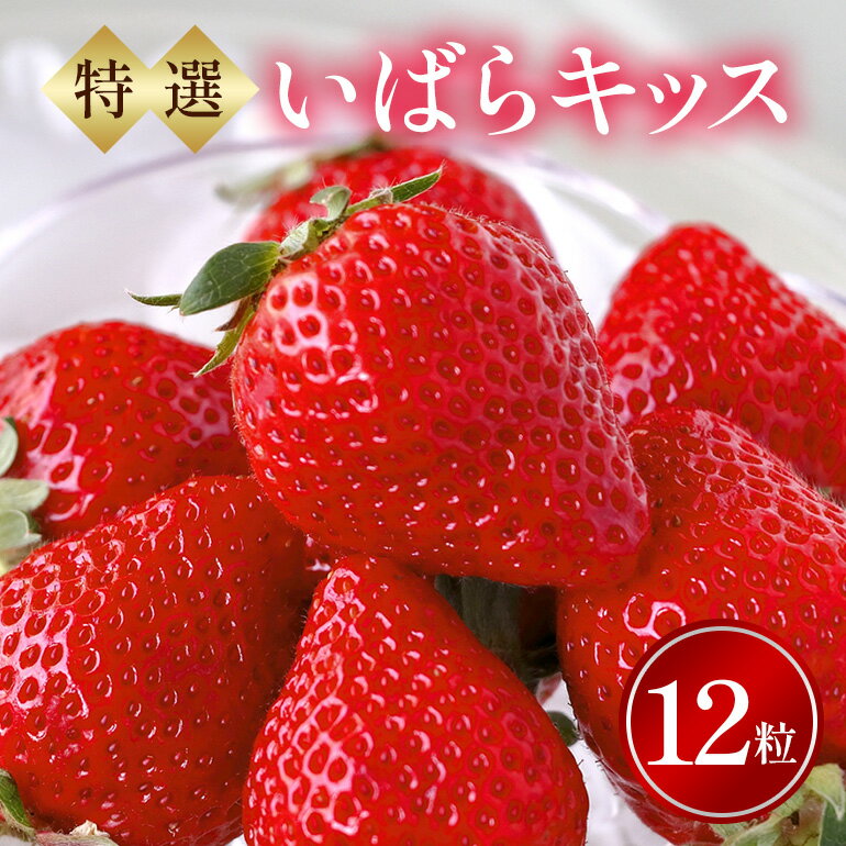 【ふるさと納税】特選12玉　いばらキッス いちご イチゴ フルーツ 果物 茨城県 石岡市 A32-018
