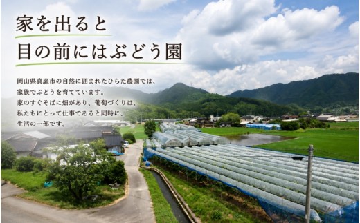 【2026年先行予約】岡山県産ご家庭用ニューピオーネ 2kg ｜ピオーネ 岡山ピオーネ ピオーネ ぴおーね ぶどう 葡萄 ブドウ 果物 フルーツ 種無し 産地直送 農家直送 岡山県 ピオーネ ぶどう 