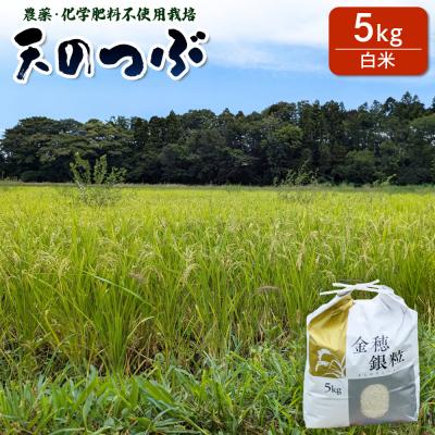 ふるさと納税 南相馬市 【先行予約】天のつぶ 白米 5kg 有機的栽培 令和7年産 | 無農薬