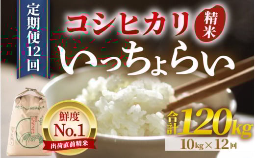 【先行予約】【令和7年産・新米】【一等米】《定期便12回》いっちょらい 精米 10kg × 12回（計120kg） ／ 福井県産 ブランド米 コシヒカリ ご飯 白米 新鮮 大賞 受賞 新米 福井県あわら産 【2025年10月上旬より順次発送予定】 [aw012-p001]