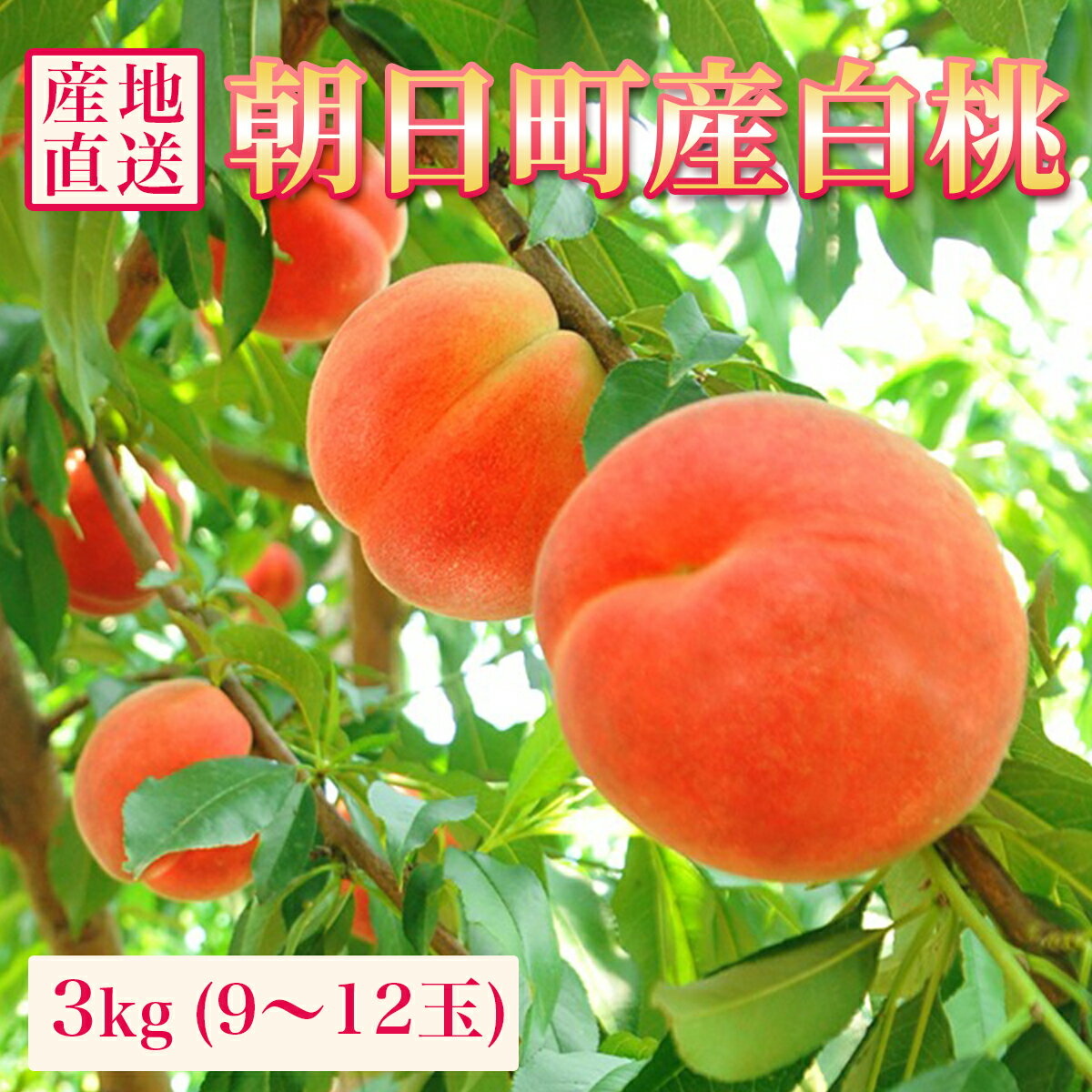 【ふるさと納税】＜先行予約＞ 白桃 秀品 3kg 9～12玉程度 山形県 朝日町産 農産物 フルーツ 山形産 桃 もも モモ ピーチ 果物 夏 送料無料