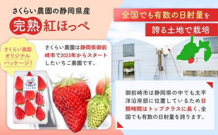 先行受付【静岡県産いちご】完熟紅ほっぺ・きらぴ香2パックセット（300g×2パック）【2026年1月下旬以降発送予定】