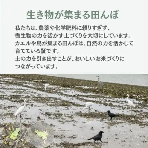 令和8年産 特別栽培米コシヒカリ 20kg