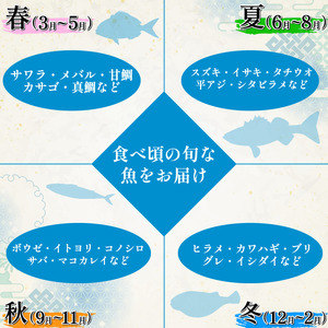 鮮魚ボックス 4種 定期便 4回 鮮魚
