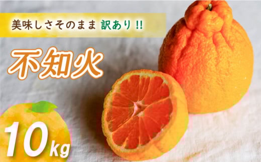 【2026年4月上旬より発送】 訳あり不知火 10kg