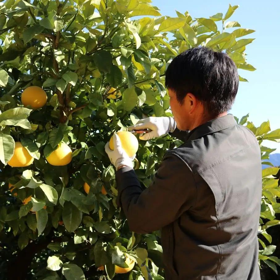 文旦 10kg 家庭用 中井農園