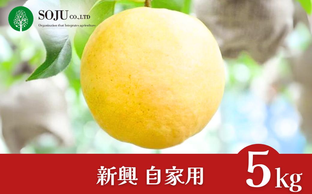 
                  和梨 新興 自家用 約5kg 令和7年度 新潟県産 梨 [三条果樹専門家集団] 【010P066】
                